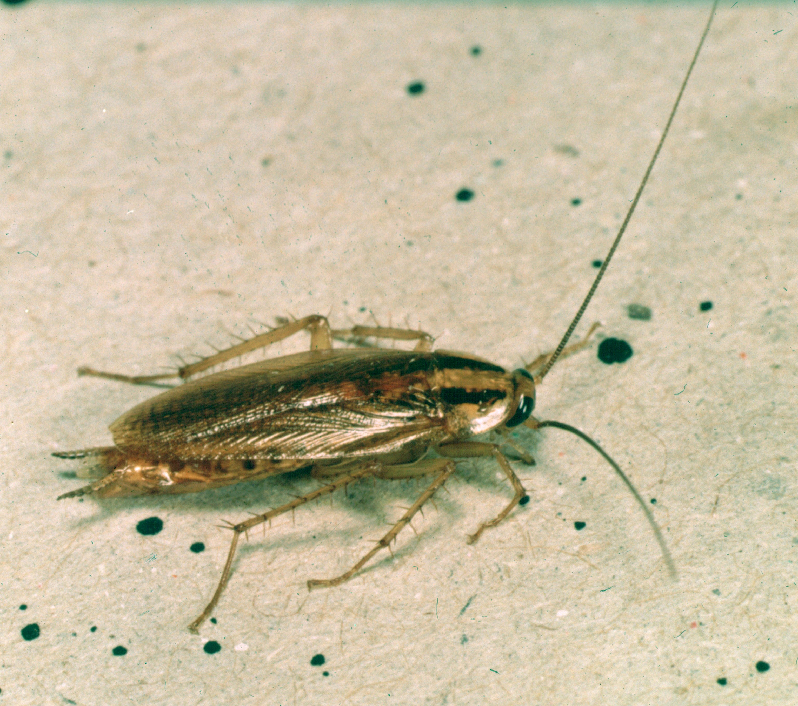 Un exemplar de blatella germànica